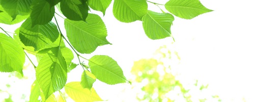 �E������ umulin �D���T�v���̔��T�C�g��